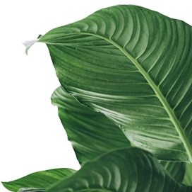 Background Leaf
